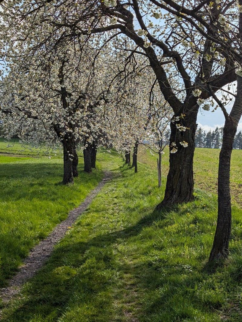 Blühende Obstbaum-Allee mit Pfad – Begleitung über die Zeit, mit den Phasen eines Weges