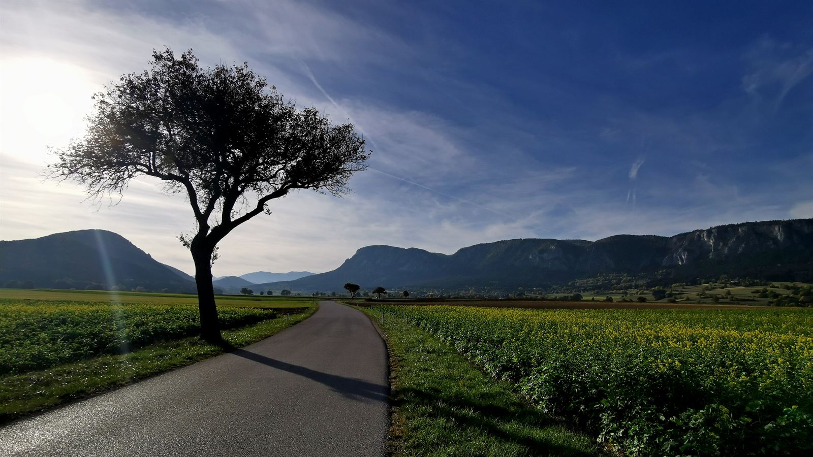 Weg durch blühende Felder, einzelner Baum, Berghorizont – Niederösterreich