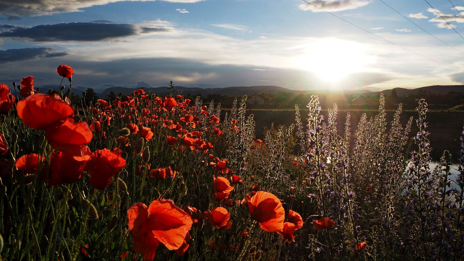 Mohnblumen im Gegenlicht – Ruhe nach dem Sturm